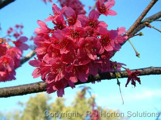 Prunus campanulata_1 